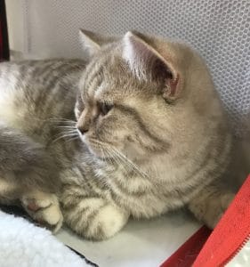 male lilac silver spotted tabby