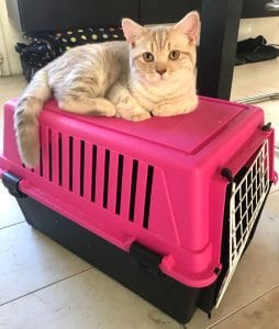 cage de transport pour chat