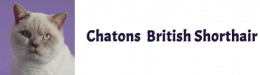 Chatons British Shorthair