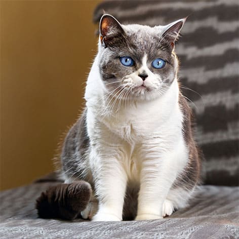 Chat bicolore bleu et blanc, yeux bleus non dus au gène DBE.