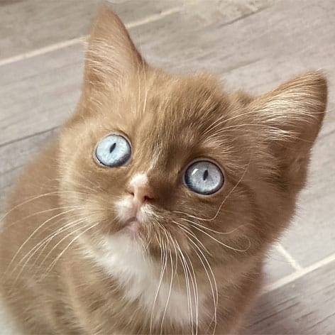 chatonne cinnamon yeux bleus gene dbe