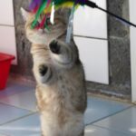 Chatte black Golden blotched Tabby