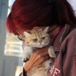 Chat black Golden blotched Tabby