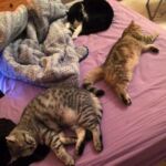 British shorthair black Golden blotched Tabby