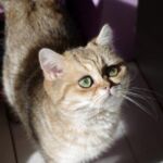 Chat British black Golden blotched Tabby