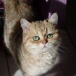 Chat British black Golden blotched Tabby
