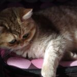 Chat British black Golden blotched Tabby