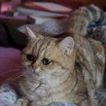 Chat black Golden blotched Tabby