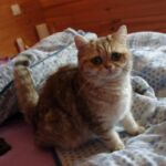 Chat black Golden blotched Tabby
