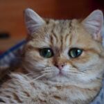 Chat black Golden blotched Tabby