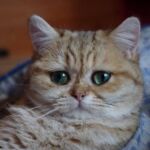 Chat black Golden blotched Tabby
