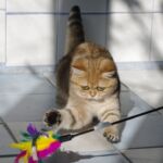 Chat black Golden blotched Tabby