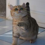 British shorthair black Golden blotched Tabby