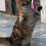 British shorthair black Golden blotched Tabby
