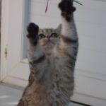 British shorthair black Golden blotched Tabby