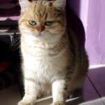 British shorthair black Golden blotched Tabby