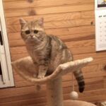 British shorthair black Golden blotched Tabby