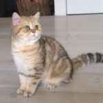 British shorthair black Golden blotched Tabby