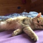 British shorthair black Golden blotched Tabby