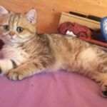 British shorthair black Golden blotched Tabby