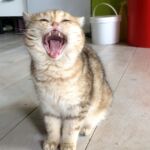British shorthair black Golden blotched Tabby
