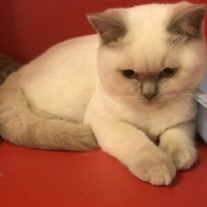 chaton british fawn point