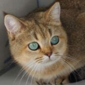Chatte British Shorthair black golden ticked Tabby