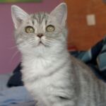 British-shorthair blue silver spotted tabby Prunelle2
