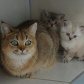 British Shorthair black golden ticked tabby