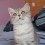British-shorthair blue silver spotted tabby Prunelle3