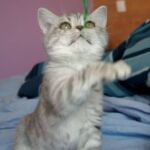 British-shorthair blue silver spotted tabby Prunelle4