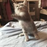 British-shorthair blue silver spotted tabby Prunelle5