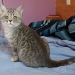 Prunelle chatonne blue silver tabby