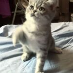 British-shorthair blue silver spotted tabby Prunelle7