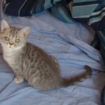 British-shorthair blue silver spotted tabby Prunelle8