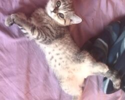 Chatonne British Shorthair black golden spotted tabby Pam 1