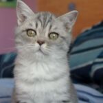British-shorthair-blue-silver-spotted-tabby-Prunelle1