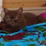 British shorthair cinnamon Arletta
