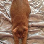 British shorthair cinnamon Arletta maman