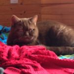 British shorthair cinnamon Arletta femelle reproductrice