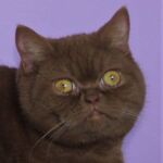 British shorthair cinnamon Arletta reproductrice