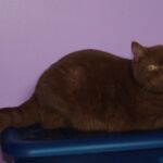 British shorthair cinnamon Arletta maman repro