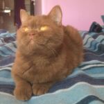 British shorthair cinnamon Arletta minette reproductrice