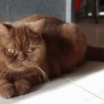 British shorthair cinnamon Arletta chatte reproductrice