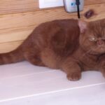 British shorthair cinnamon Arletta chatte reproductrice