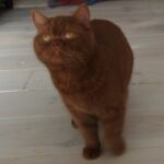 British shorthair cinnamon Arletta chatte reproductrice
