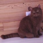 British shorthair cinnamon Arletta chatte reproductrice