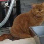 British shorthair cinnamon Arletta reproductrice