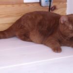 British shorthair cinnamon Arletta chatte de l'élevage