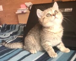 Chatonne British Shorthair black golden spotted tabby Pam 1